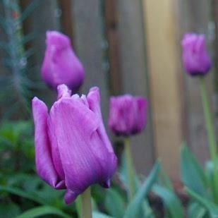 Tulipa Blue Parrot in the GardenTags plant encyclopedia Tulip Blue Parrot (Parrot) in the GardenTags plant encyclopedia