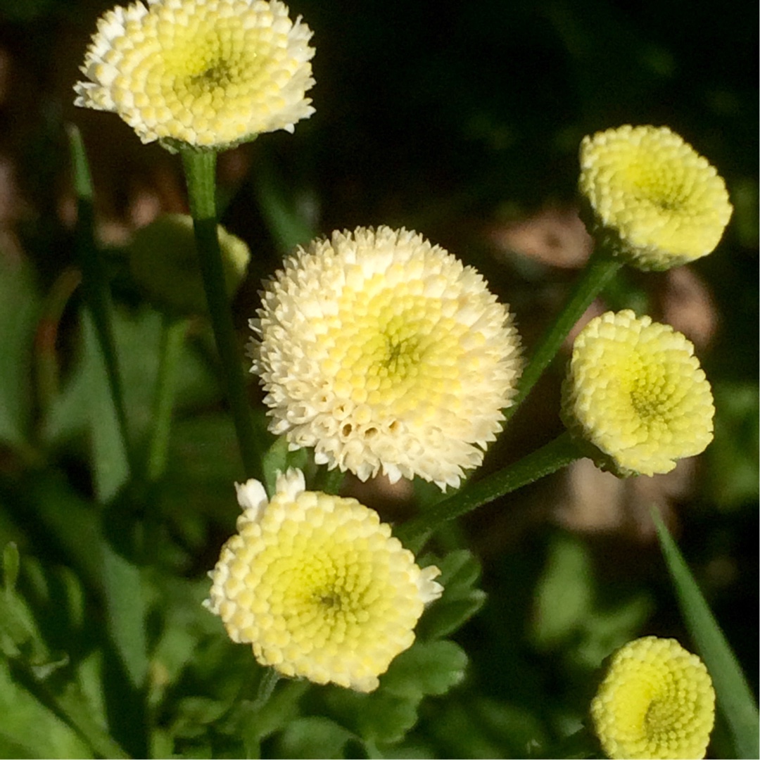Tanacetum parthenium Snowball in the GardenTags plant encyclopedia Feverfew Snowball in the GardenTags plant encyclopedia