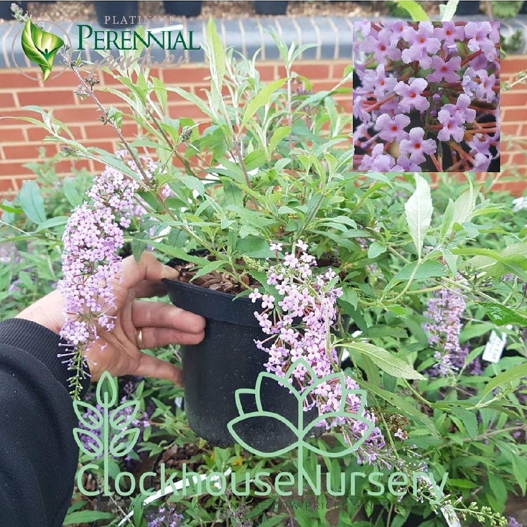 Butterfly Bush Wisteria Lane in the GardenTags plant encyclopedia