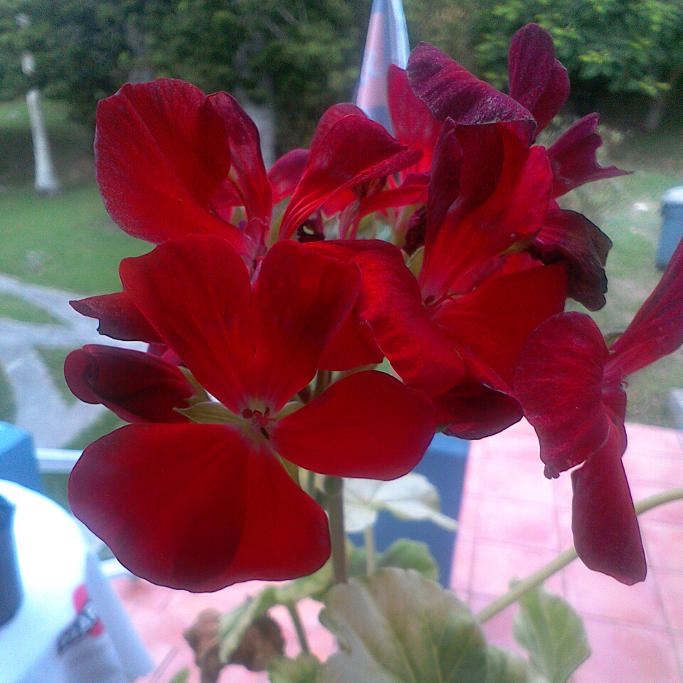Pelargonium Maverick Red (Maverick Series) in the GardenTags plant encyclopedia Pelargonium Maverick Red (Zonal) in the GardenTags plant encyclopedia