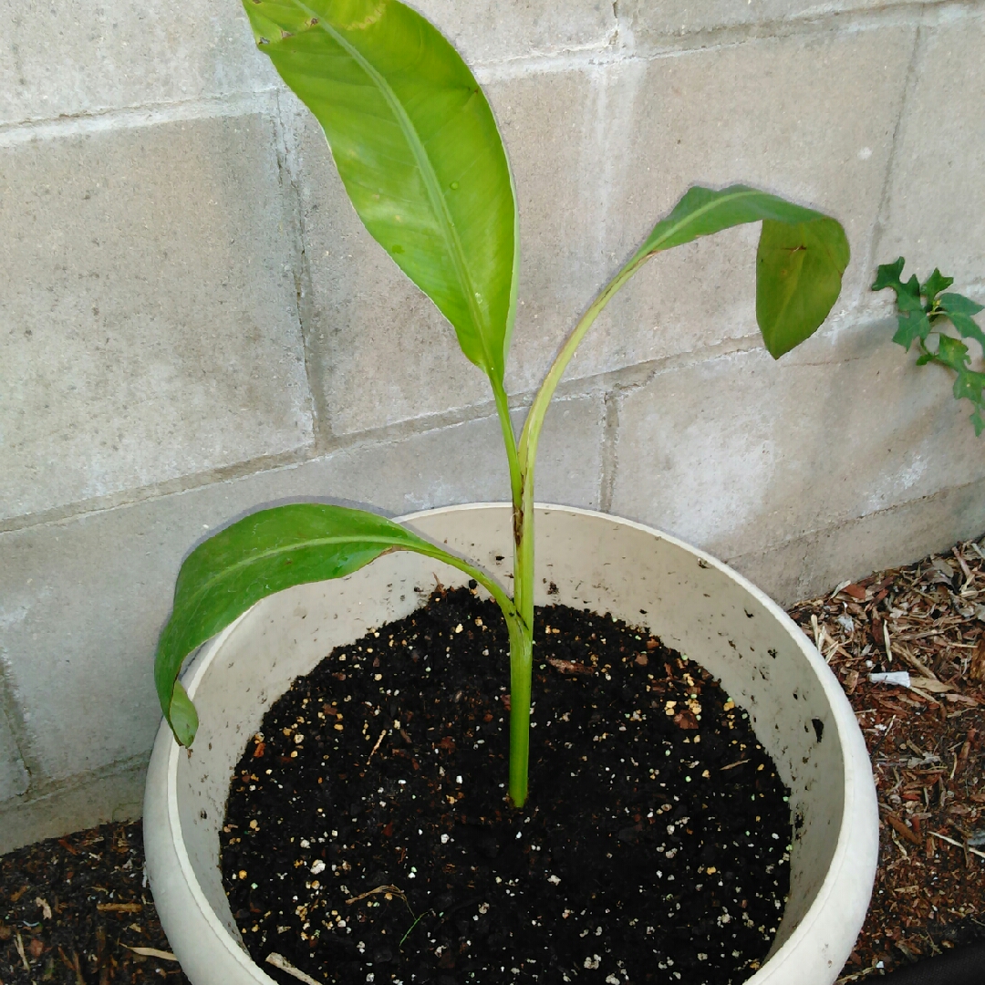 Musa Mona Lisa in the GardenTags plant encyclopedia Banana Plant Mona Lisa in the GardenTags plant encyclopedia