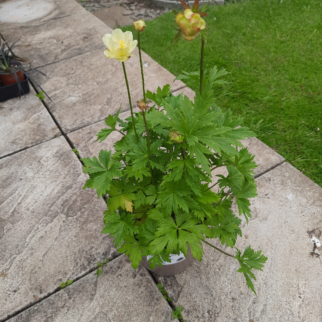 Trollius x cultorum New Moon in the GardenTags plant encyclopedia Globe Flower New Moon in the GardenTags plant encyclopedia