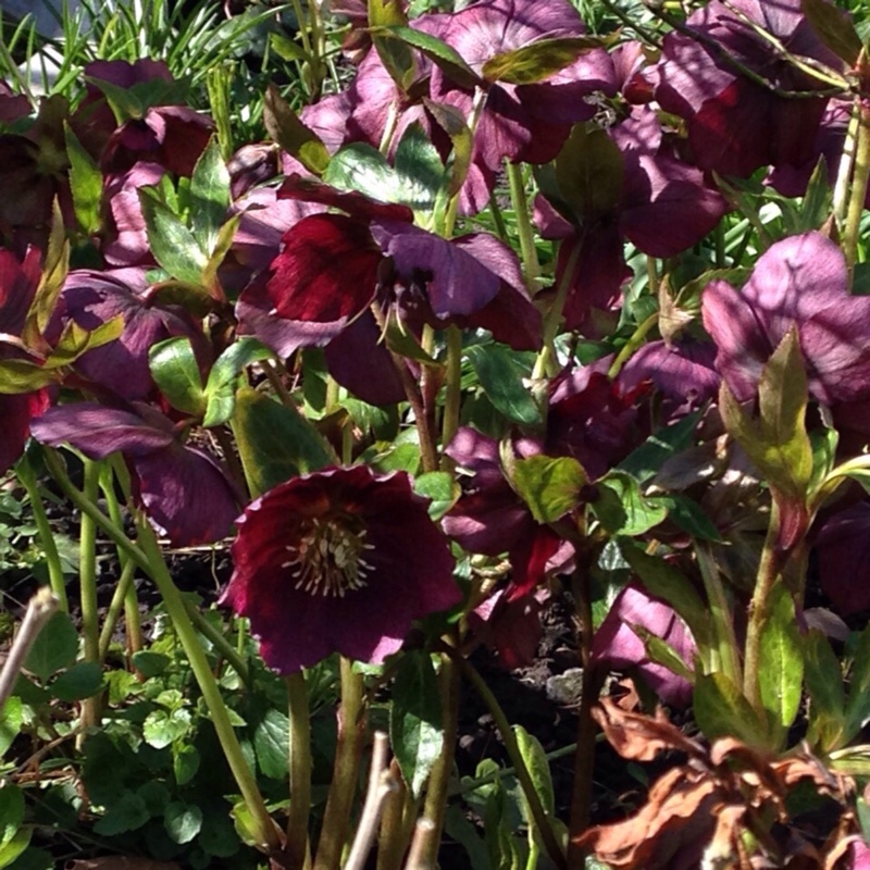 Helleborus x hybridus Queen Of The Night (Queen Series) in the GardenTags plant encyclopedia Hellebore Queen Of The Night in the GardenTags plant encyclopedia