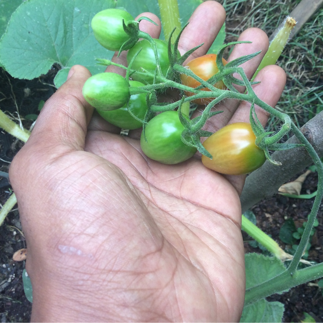 Solanum Lycopersicum Genio in the GardenTags plant encyclopedia Tomato Genio in the GardenTags plant encyclopedia