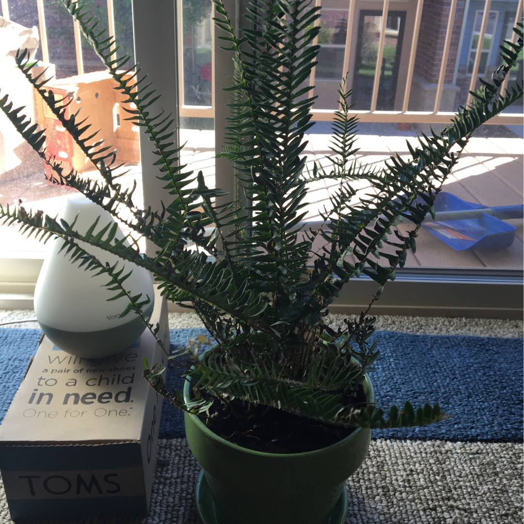 Nephrolepis obliterata in the GardenTags plant encyclopedia Kimberley Queen Fern in the GardenTags plant encyclopedia