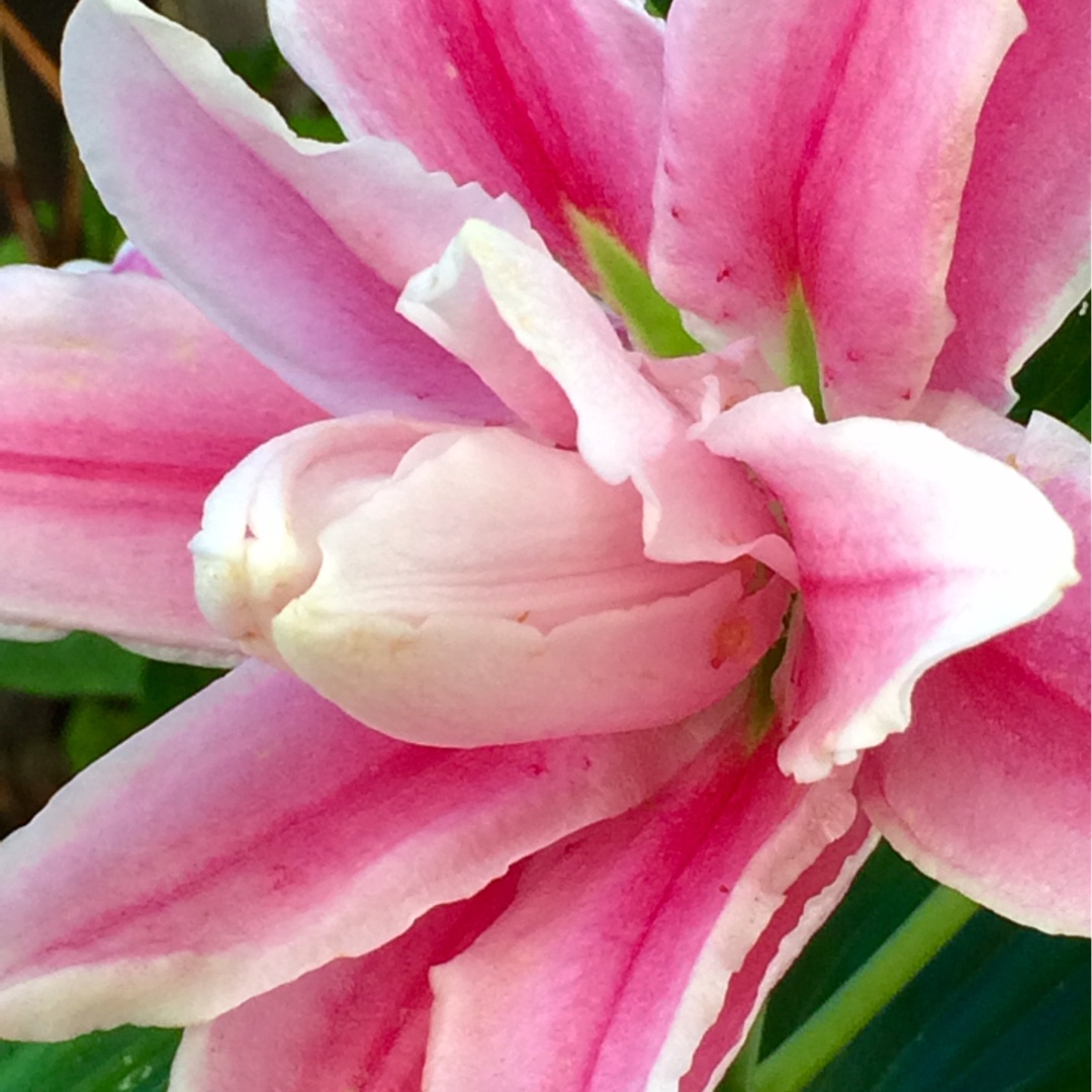 Lilium DL044033 syn. Lilium Roselily Isabella in the GardenTags plant encyclopedia Lily Roselily Isabella (Oriental) in the GardenTags plant encyclopedia