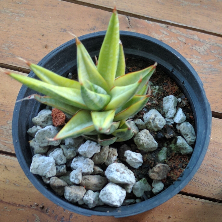 Sansevieria francisii variegated in the GardenTags plant encyclopedia Snake plant Francisii Variegated in the GardenTags plant encyclopedia
