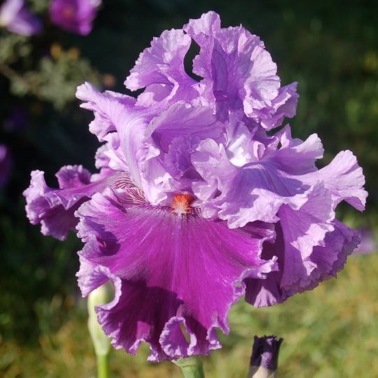 Iris x germanica Timescape in the GardenTags plant encyclopedia Bearded Iris Timescape (Tall) in the GardenTags plant encyclopedia