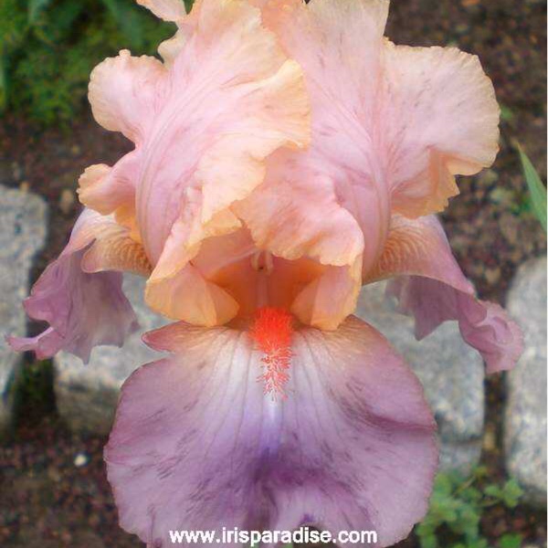 Iris x germanica Goodbye Heart in the GardenTags plant encyclopedia Bearded Iris Goodbye Heart (Tall) in the GardenTags plant encyclopedia