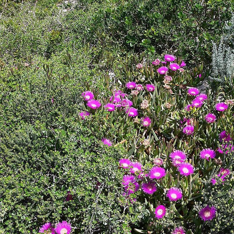 Carpobrotus acinaciformis in the GardenTags plant encyclopedia Sally-my-handsome in the GardenTags plant encyclopedia