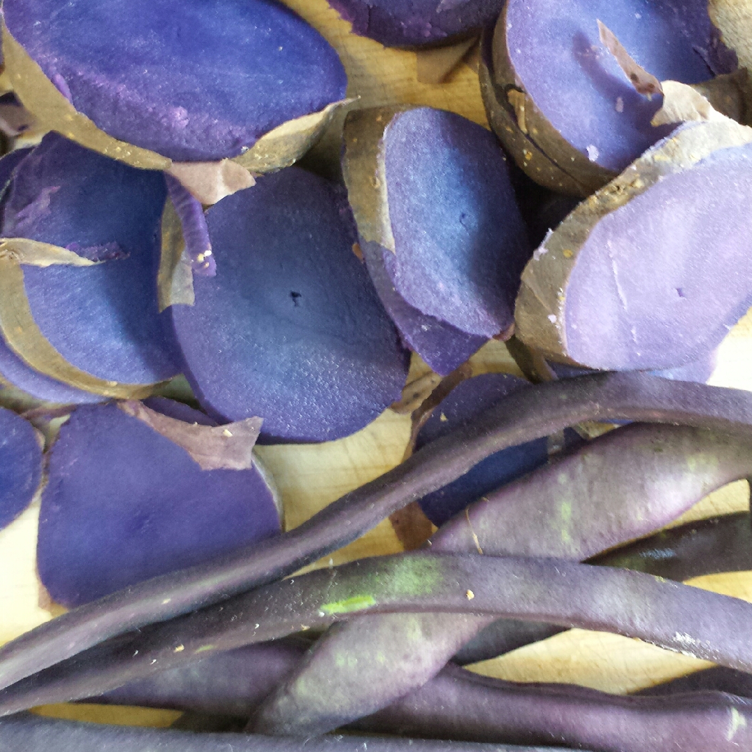 Phaseolus Vulgaris Kew Blue in the GardenTags plant encyclopedia French Bean Kew Blue in the GardenTags plant encyclopedia