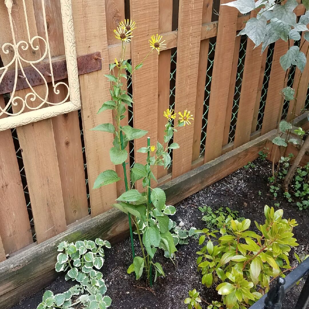 Rudbeckia subtomentosa Henry Eilers in the GardenTags plant encyclopedia Sweet Coneflower Henry Eilers in the GardenTags plant encyclopedia