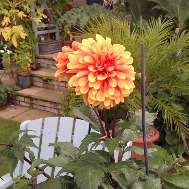 Dahlia Spanish Conquest in the GardenTags plant encyclopedia Dahlia Spanish Conquest in the GardenTags plant encyclopedia