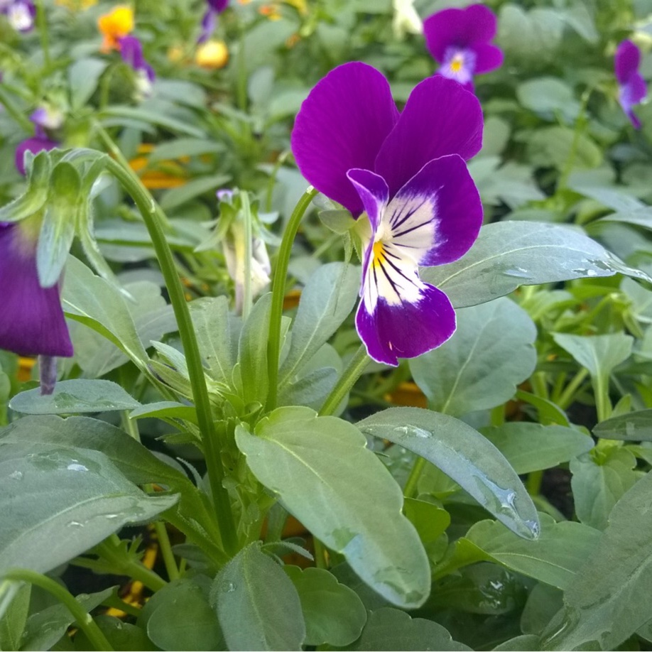 Viola Teardrops(Mix) in the GardenTags plant encyclopedia Pansy Teardrops (Mix) in the GardenTags plant encyclopedia
