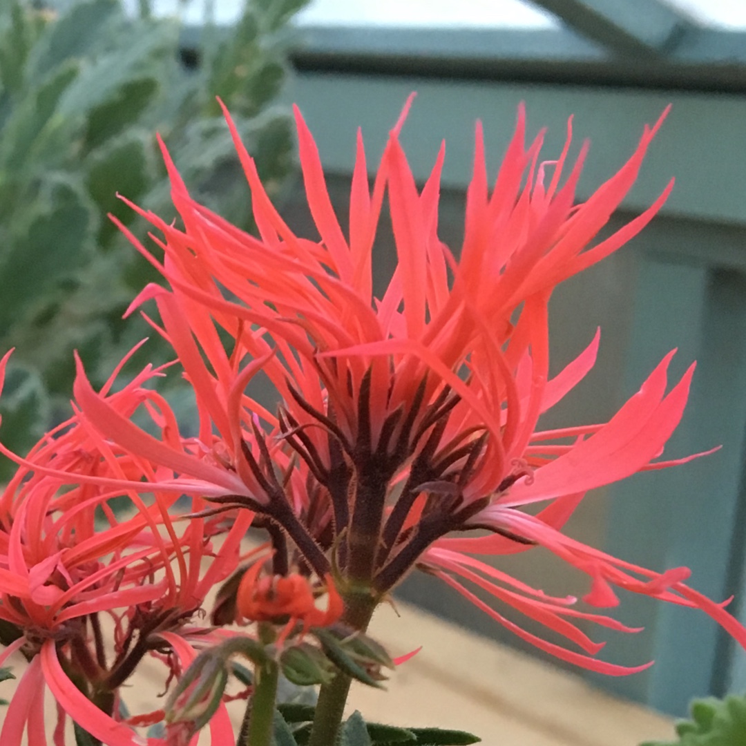 Pelargonium Saint Elmos Fire in the GardenTags plant encyclopedia Pelargonium Saint Elmos Fire (Stellar Miniature Double) in the GardenTags plant encyclopedia