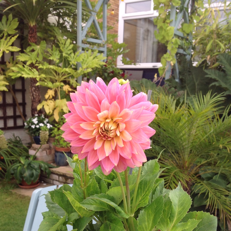 Dahlia Barry Williams in the GardenTags plant encyclopedia Dahlia Barry Williams (Decorative) in the GardenTags plant encyclopedia