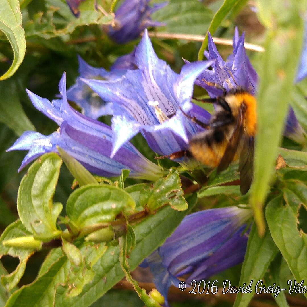 Gentiana asclepiadea in the GardenTags plant encyclopedia Willow Gentian in the GardenTags plant encyclopedia