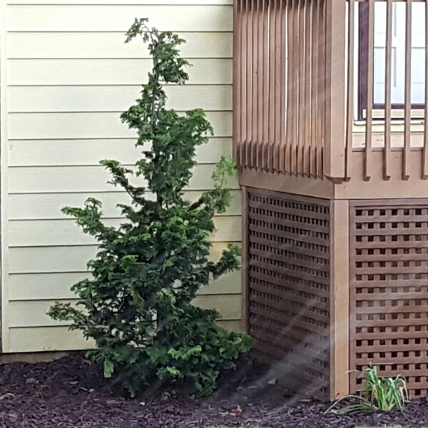 Chamaecyparis obtusa Gracilis in the GardenTags plant encyclopedia Hinoki Cypress Gracilis in the GardenTags plant encyclopedia