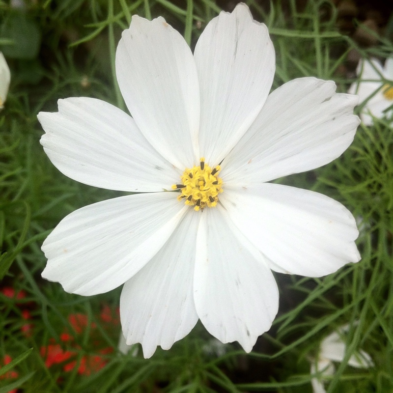 Cosmos Bipinnatus Sonata White in the GardenTags plant encyclopedia Cosmea Sonata White in the GardenTags plant encyclopedia