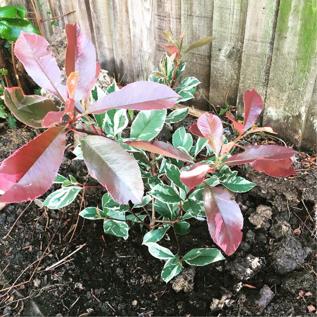 Photinia Louise in the GardenTags plant encyclopedia