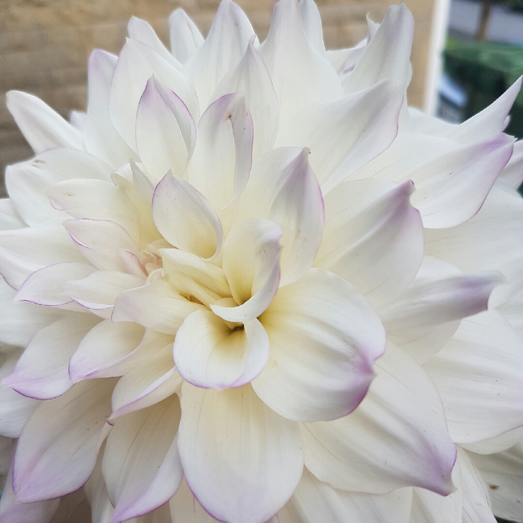 Dahlia Hapet Blue Eyes in the GardenTags plant encyclopedia Dahlia Hapet Blue Eyes in the GardenTags plant encyclopedia