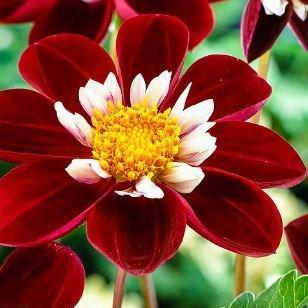 Dahlia Mary Evelyn in the GardenTags plant encyclopedia Dahlia Mary Evelyn in the GardenTags plant encyclopedia