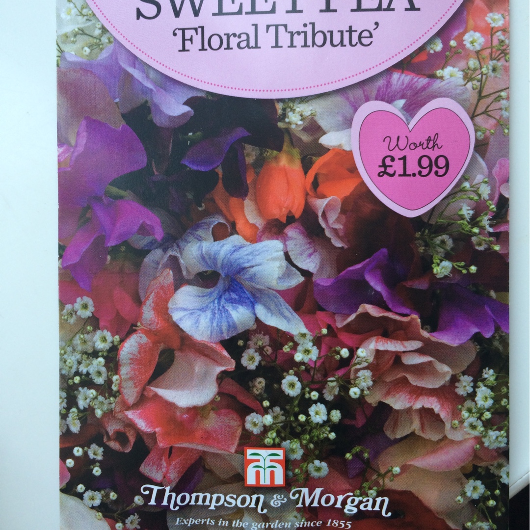 Lathyrus Odoratus Floral Tribute (Mix) in the GardenTags plant encyclopedia Sweet Pea Floral Tribute (Mix) in the GardenTags plant encyclopedia