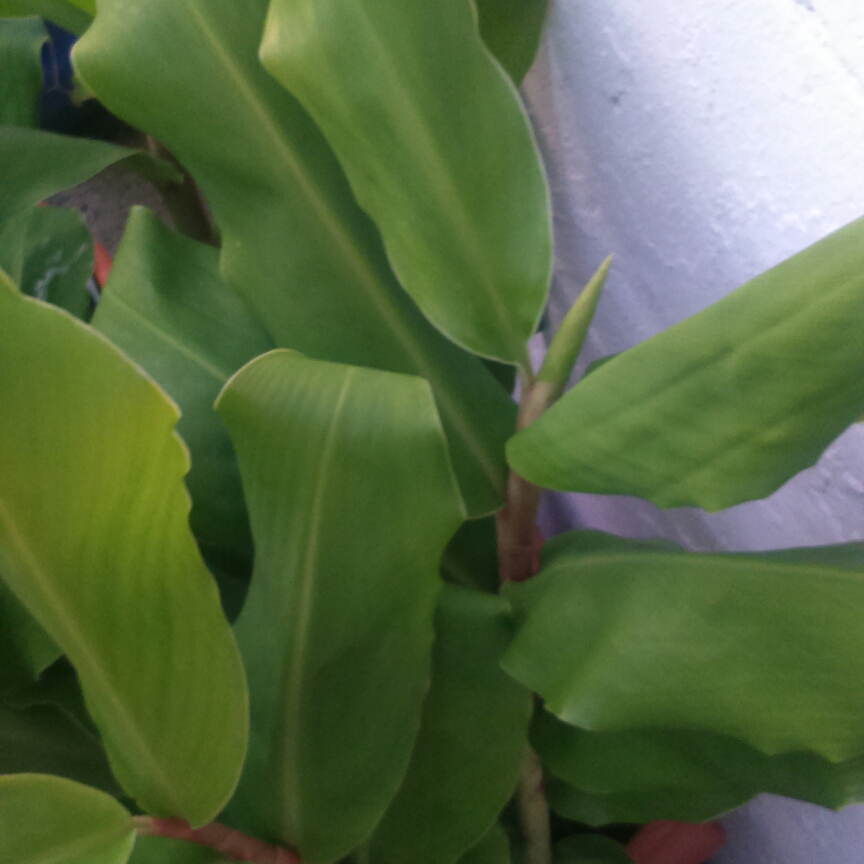 Hedychium Tara syn. Hedychium coccineum Tara ; Hedychium x moorei Tara in the GardenTags plant encyclopedia Ginger Lily Tara in the GardenTags plant encyclopedia