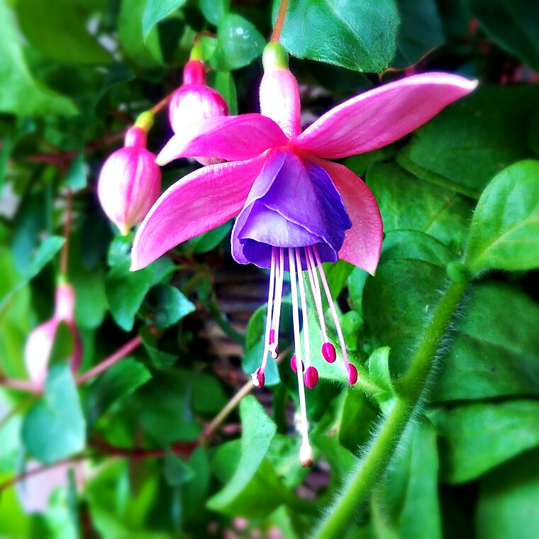 Fuchsia Westminster Chimes in the GardenTags plant encyclopedia Fuchsia Westminster Chimes in the GardenTags plant encyclopedia