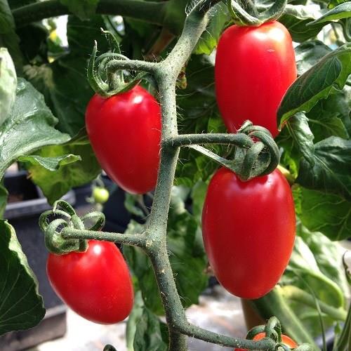 Solanum Lycopersicum Floridity in the GardenTags plant encyclopedia Tomato Floridity (Plum Tomato) in the GardenTags plant encyclopedia