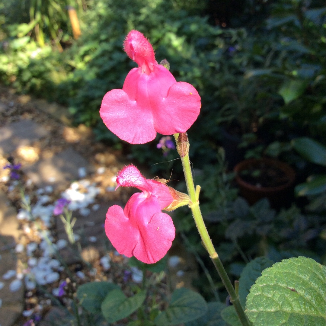 Salvia Pennys Smile in the GardenTags plant encyclopedia Salvia Pennys Smile in the GardenTags plant encyclopedia