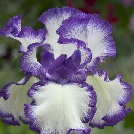 Iris x germanica Rare Treat in the GardenTags plant encyclopedia Bearded Iris Rare Treat (Tall) in the GardenTags plant encyclopedia