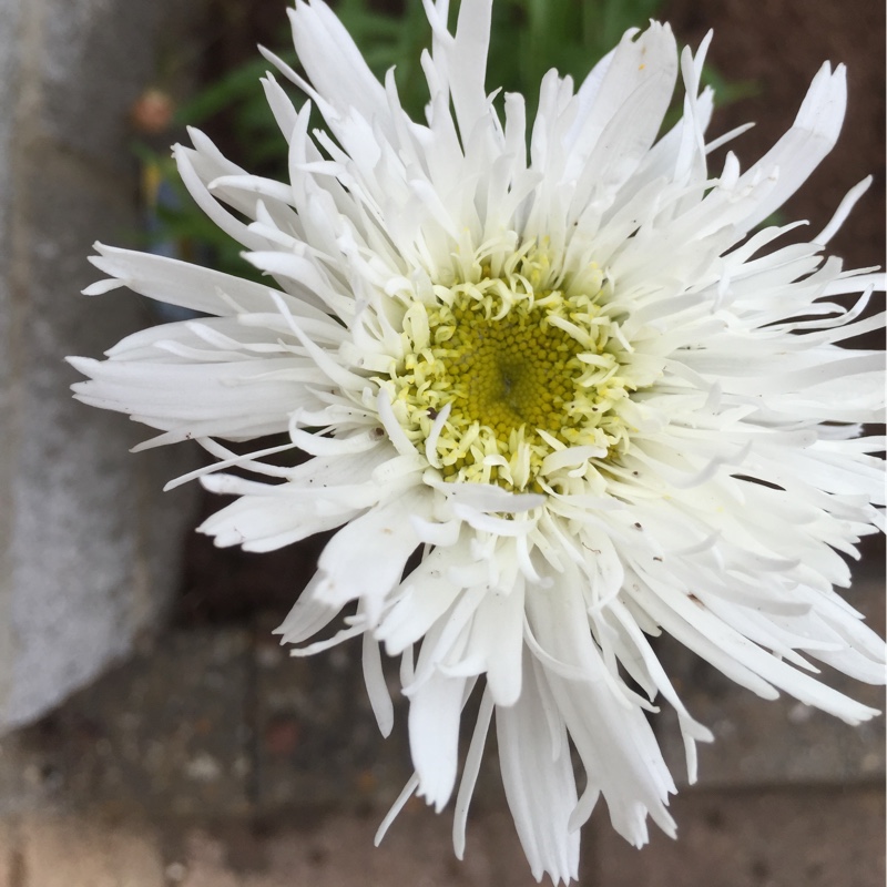 Leucanthemum x superbum Aglaia in the GardenTags plant encyclopedia Shasta Daisy Aglaia in the GardenTags plant encyclopedia