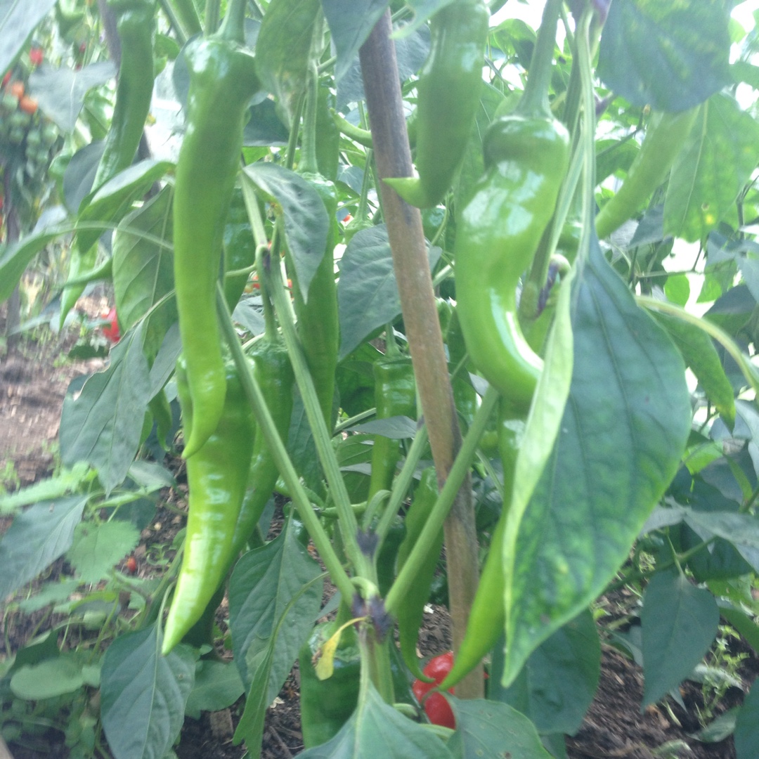 Capsicum Annuum Rakita in the GardenTags plant encyclopedia Chilli Pepper Rakita in the GardenTags plant encyclopedia