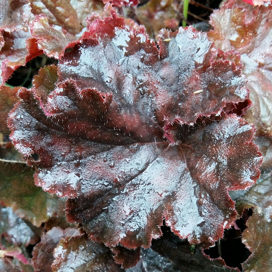 Heuchera Chocolate Ruffles in the GardenTags plant encyclopedia Alumroot Chocolate Ruffles in the GardenTags plant encyclopedia