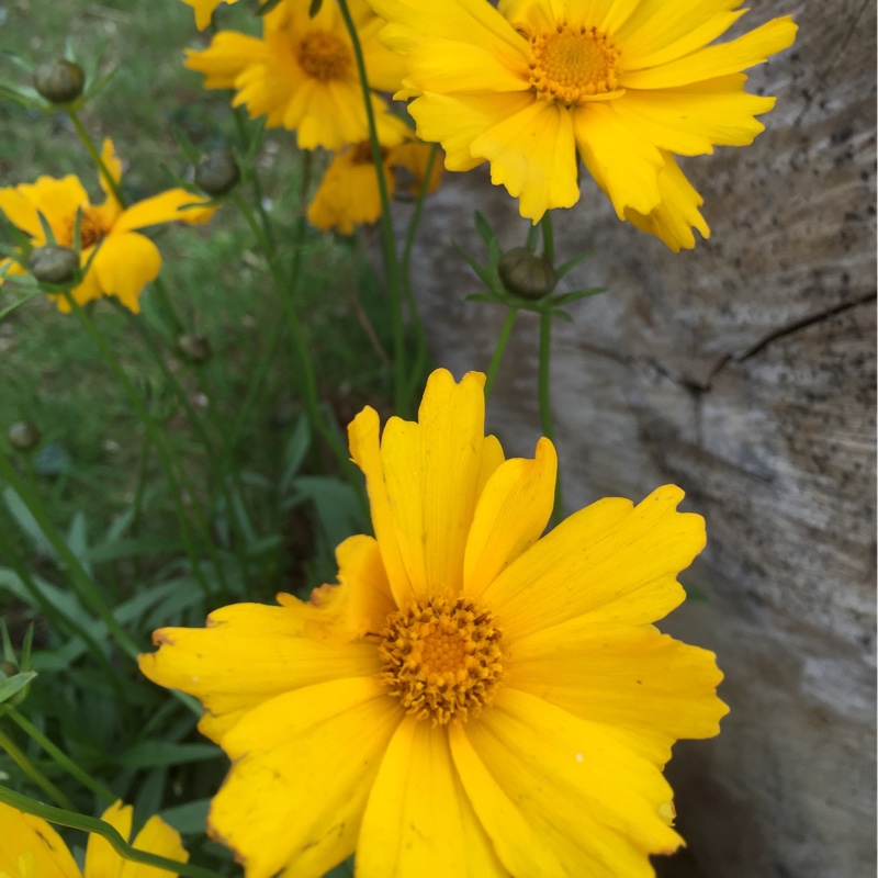 Coreopsis walbertons Flying Saucers in the GardenTags plant encyclopedia Tickseed Flying Saucers in the GardenTags plant encyclopedia
