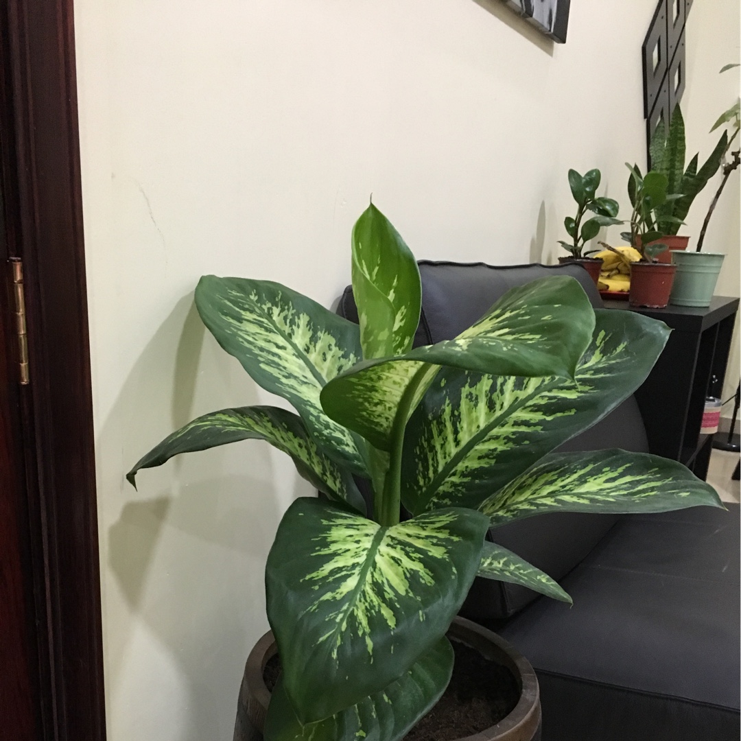 Dumb cane Tropic Snow in the GardenTags plant encyclopedia