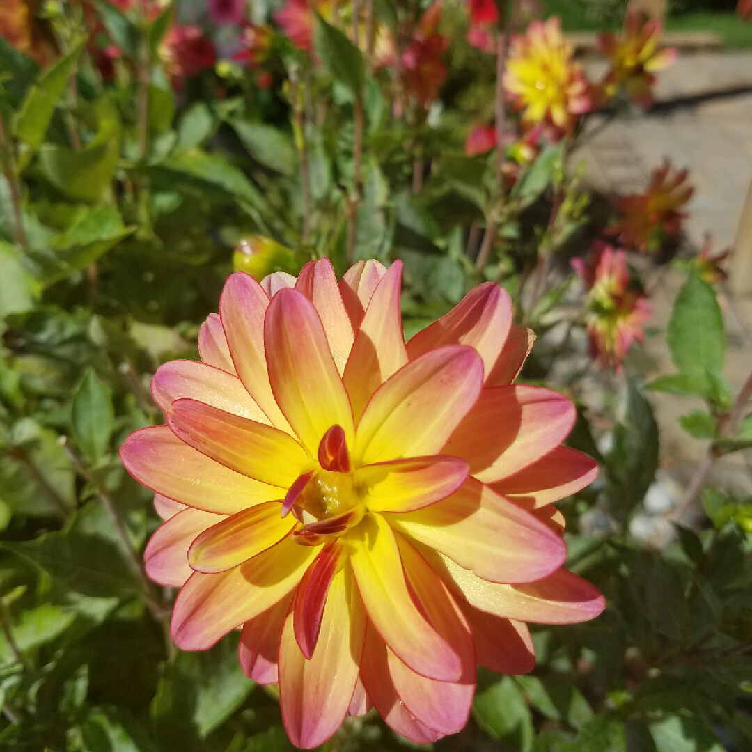Dahlia Pacific Ocean in the GardenTags plant encyclopedia Dahlia Pacific Ocean (Waterlily) in the GardenTags plant encyclopedia