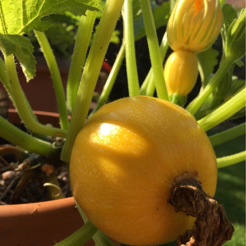 Cucurbita Pepo var. Cylindrica Summer Ball in the GardenTags plant encyclopedia Courgette Summer Ball in the GardenTags plant encyclopedia