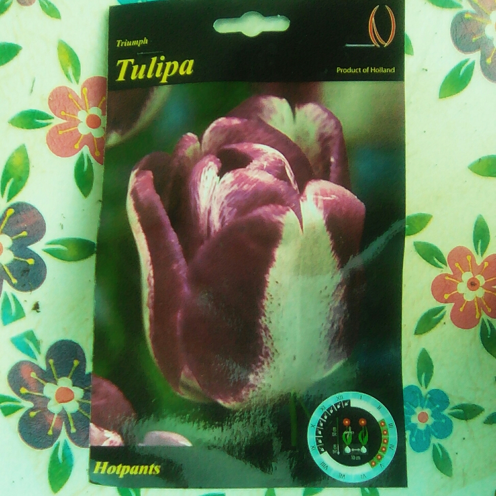Tulipa Hotpants in the GardenTags plant encyclopedia Tulip Hotpants (Triumph) in the GardenTags plant encyclopedia