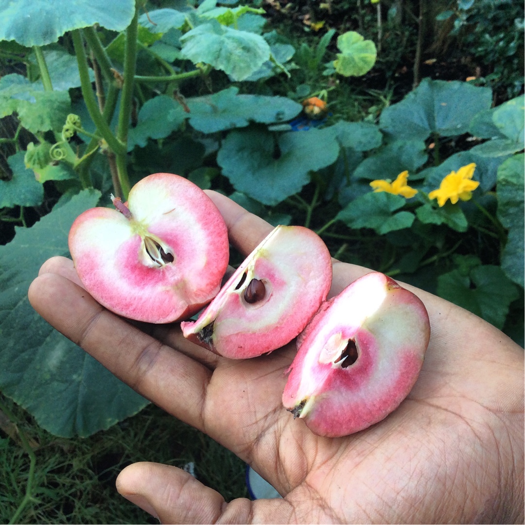 Malus domestica Lureprec (Redlove Series) syn. Malus domestica Redlove Circe in the GardenTags plant encyclopedia Apple Redlove Circe in the GardenTags plant encyclopedia