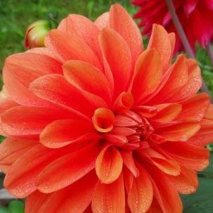 Dahlia Epica Tangerine Dream in the GardenTags plant encyclopedia Dahlia Tangerine Dream in the GardenTags plant encyclopedia