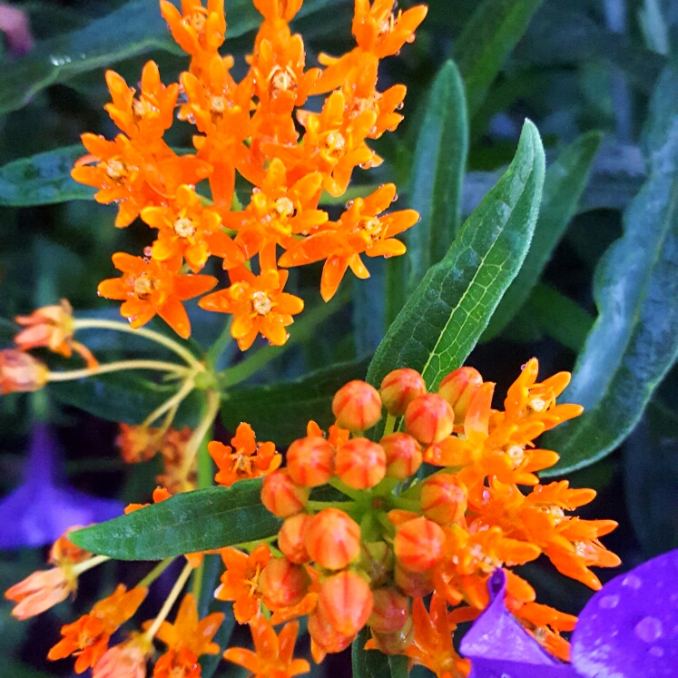 Orange Milkweed in the GardenTags plant encyclopedia
