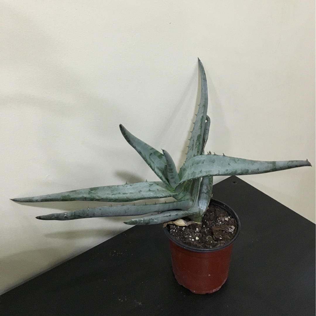 Aloe Krapohliana in the GardenTags plant encyclopedia Aloe Krapohliana in the GardenTags plant encyclopedia