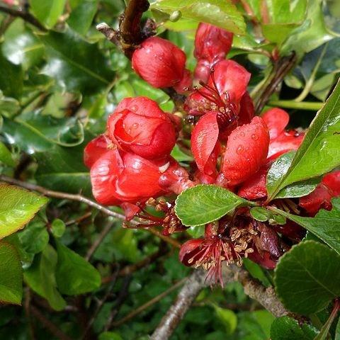 Chaenomeles japonica Cido in the GardenTags plant encyclopedia Japanese Quince Cido in the GardenTags plant encyclopedia