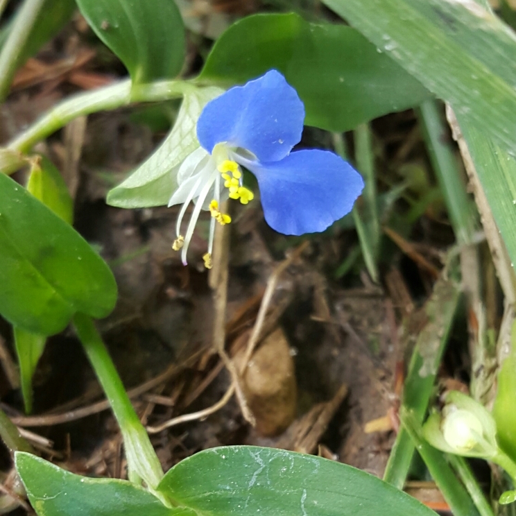 Commelina communis (Asiatic Dayflower) Information and Photos