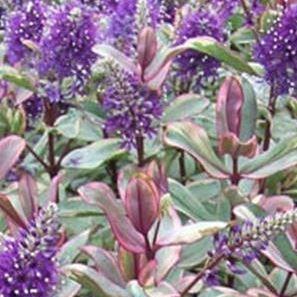 Hebe Baby Boo in the GardenTags plant encyclopedia Shrubby Veronica Baby Boo in the GardenTags plant encyclopedia