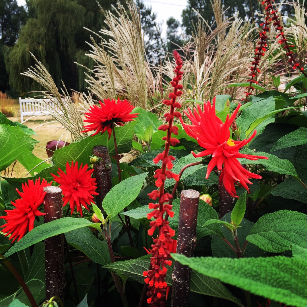 Salvia Confertiflora in the GardenTags plant encyclopedia Red Velvet Sage in the GardenTags plant encyclopedia
