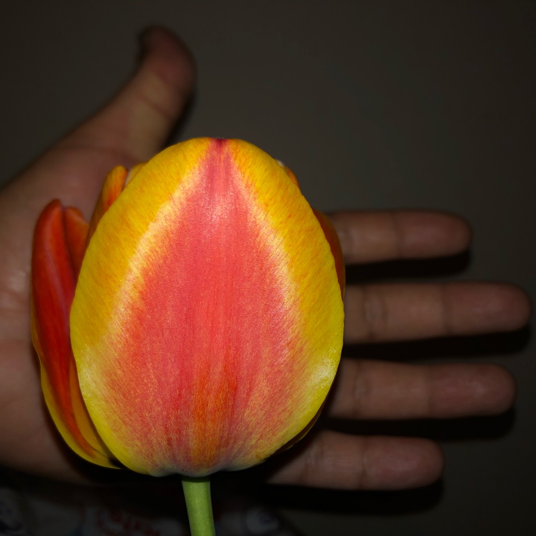 Tulipa Apeldoorns Elite in the GardenTags plant encyclopedia Tulip Apeldoorns Elite (Darwin Hybrid) in the GardenTags plant encyclopedia