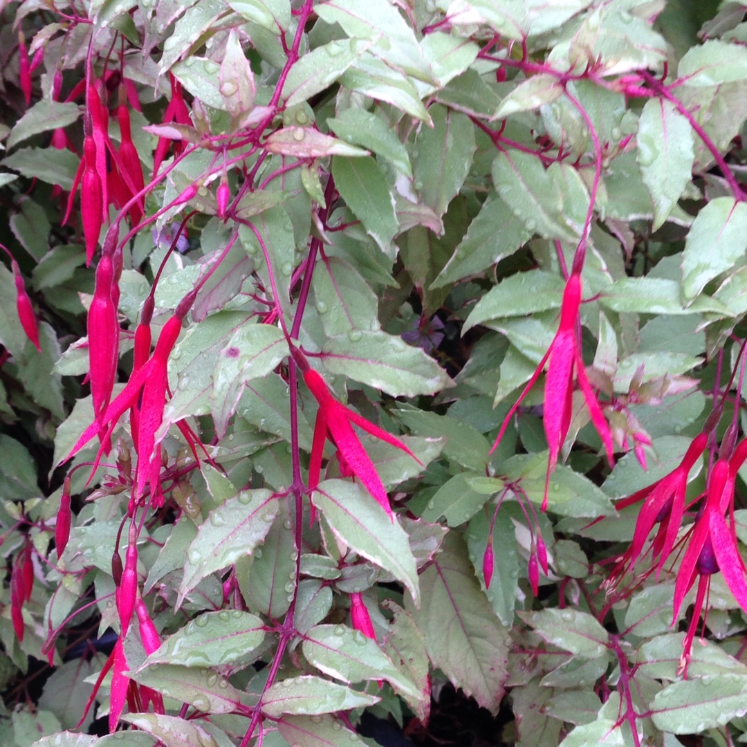 Fuchsia magellanica Versicolor in the GardenTags plant encyclopedia Fuchsia Versicolor in the GardenTags plant encyclopedia